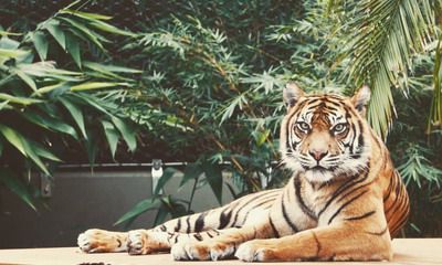 2022年虎年是什么命？2022年虎年几月出生最好？