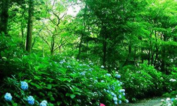 属兔的人属于什么天才