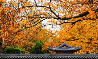 寒露节气后天气还会热吗？寒露的气候特点是什么？