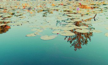 属兔的人最真实的谎言是什么