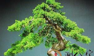 梦见去别人家搬花