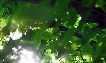 属兔的人有什么魅力