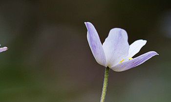 属兔的人最无法释怀的事情是什么