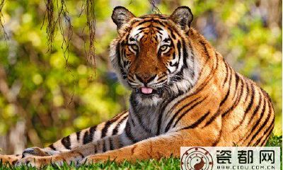 虎年出生的人的命运如何