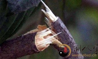 梦见树枝断裂