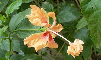 三国中属兔的人物代表有谁