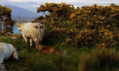 女属牛配什么生肖丈夫最好
