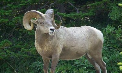 家里有属羊的为什么不可以有虎