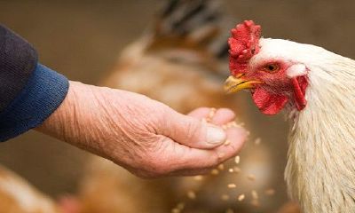 属鸡的三忌讳配属相