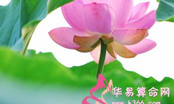 属兔的人怎么应对职场？