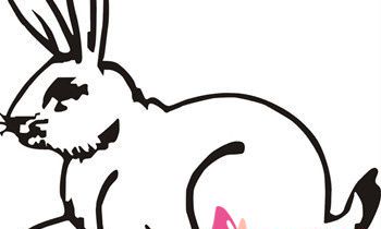 属兔的人有哪些性格特点？