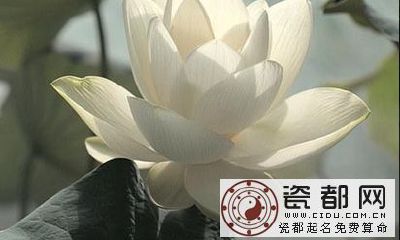 属虎的佩戴什么好