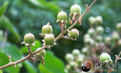 梦见在地面上捡果实