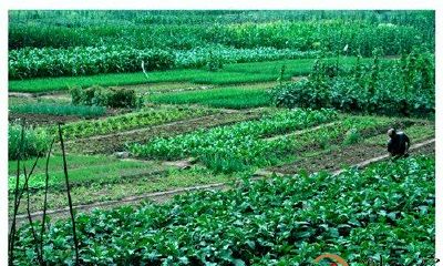 梦见菜地的菜烂了