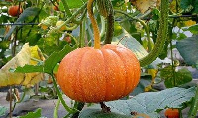 梦见南瓜藤上结很多大南瓜