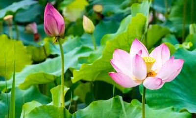 大暑节气的风水习俗有哪些？大暑适合做什么？