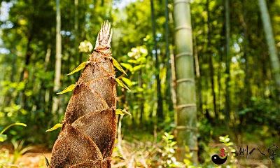 梦到自己拔春笋