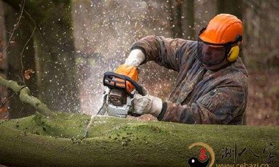 梦到手锯锯树