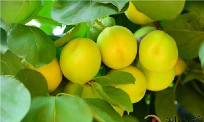 梦见别人吃青梅