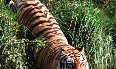 梦见生肖虎的预示意义