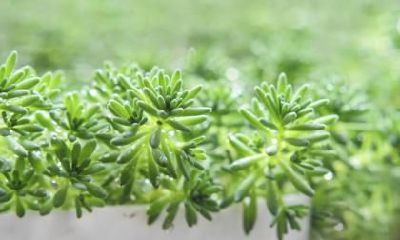 今年什么时候打春2020年立春几点几分打春？