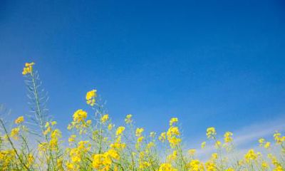 关于二十四节气立春的谚语大全，打春的谚语歌谣一览！