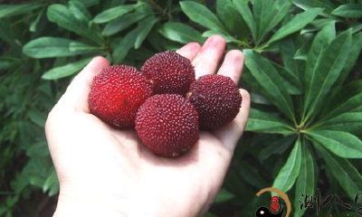 梦见去采杨梅酒