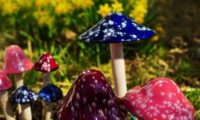 梦到捡到许多菌类