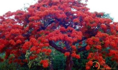 梦到枇杷树下边结果子