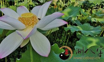 梦见莲花往上冉冉升起