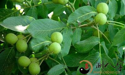 梦见核桃树下捡核桃仁