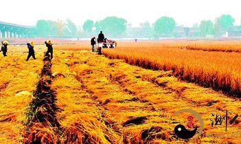 梦到丰收在望的田地