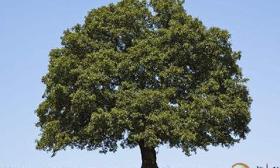 梦到一颗树木向自身飞过来