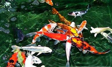 丑牛所属的风水鱼