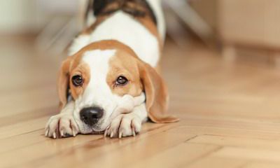 2022年属狗和属狗的结婚能白头到老吗？