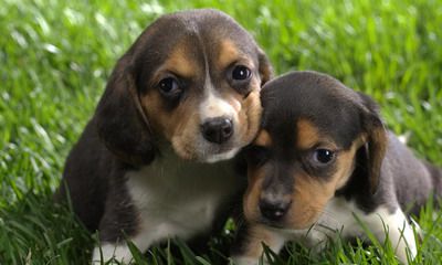 属狗女2022年结婚好吗？最佳婚配是什么属相？