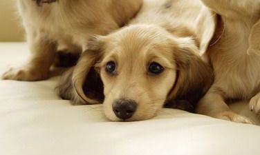 属狗女2022年出嫁大利月，适合在哪个月结婚？