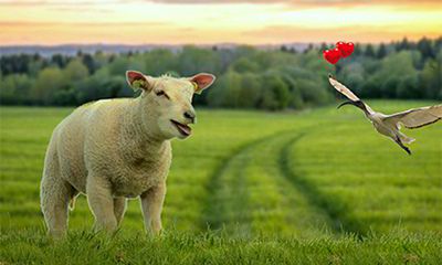 我属羊老公属狗2022年怀孕生虎宝宝好不好？