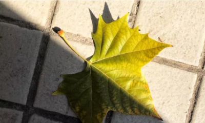 八字知识：细论正财