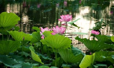 2019年属马的财运好不好呢？如何旺自己的财运？