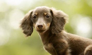 2022属狗的今年会有什么发生？财运运势如何？