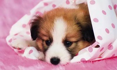 2022年生肖属狗的人运势最顺的月份，几月会倒霉？