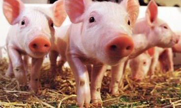 属猪的和属狗的2022年结婚好不好？猪狗属相婚配好不好？