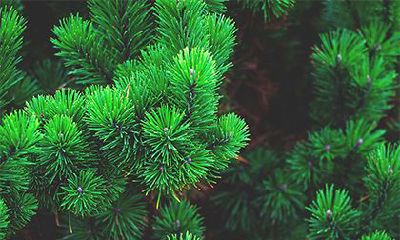 2022年冬季破日凶日的阳历时间，有几天？