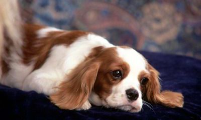 为什么2022年属狗很不顺？2022年最旺最顺的生肖