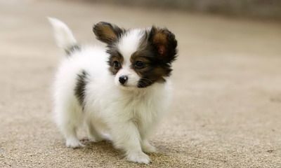 2022年虎年正月属狗的人运势好不还？戴什么东西能转运？