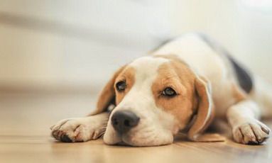 94年属狗的2022年的感情运势如何？属狗的人最佳婚配属相