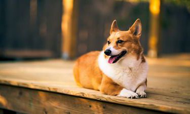 2022年属狗女和属羊男怀孕生一个属虎的宝宝好吗？