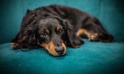 2022年属狗的人农历九月运势最全分析，属狗人要远离哪些生肖？