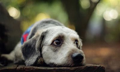 2022年属狗女和属猪男能不能生属虎的孩子？